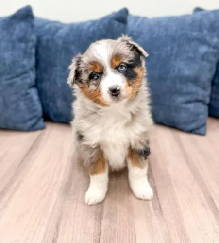 Quer um Border Collie incrível? Me chama no WhatsApp e veja os filhotes!