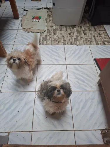 Cachorro shiatsu 