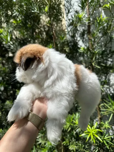 SHIH TZU COM PEDIGREE