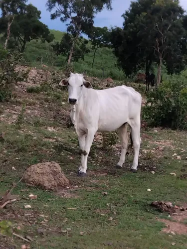 3 Vaca prenha 