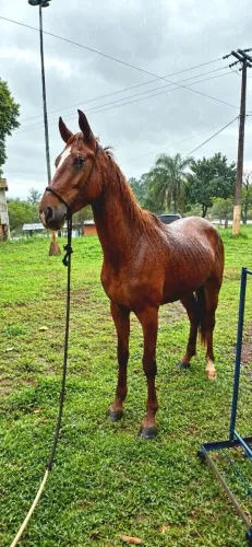 Troco cavalo mangalarga Paulista em égua