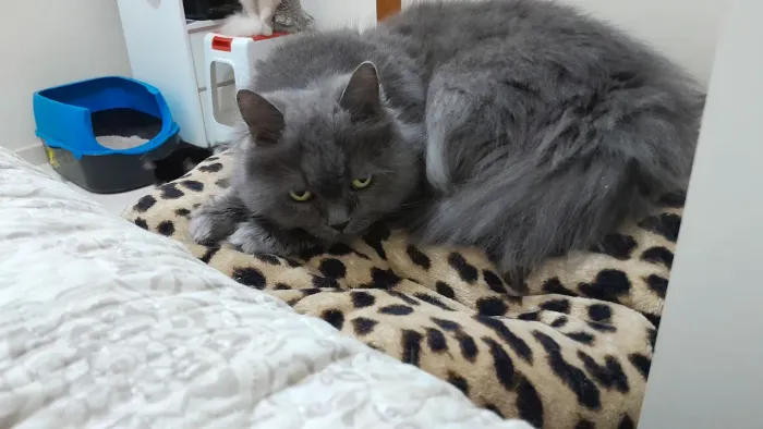 Vendo Gatinha Persa Pet blue