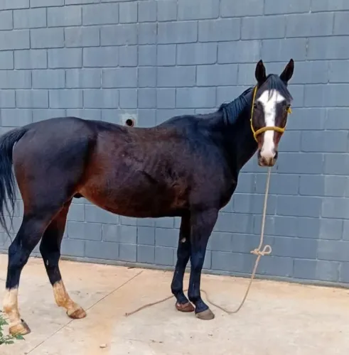 Cavalos