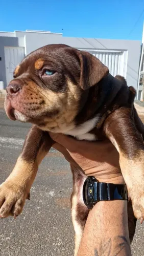 Filhote de American Bully com pedigree