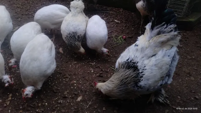 Casal Brahma
