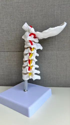 Coluna cervical peça anatômica