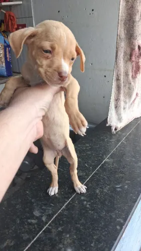 Vendo Pitbull A.P.BT fêmea 2 disponível 
