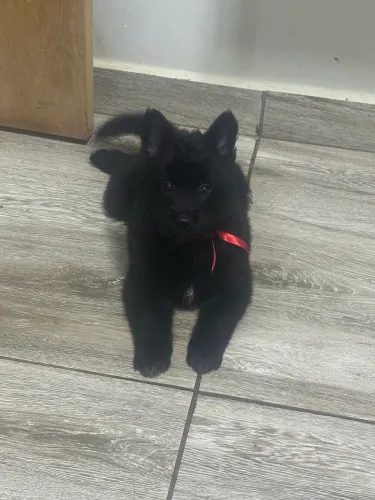 Pastor Belga Malinois ALL BLAcK