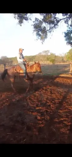 Cavalo quanto de milha puro porém sem registro