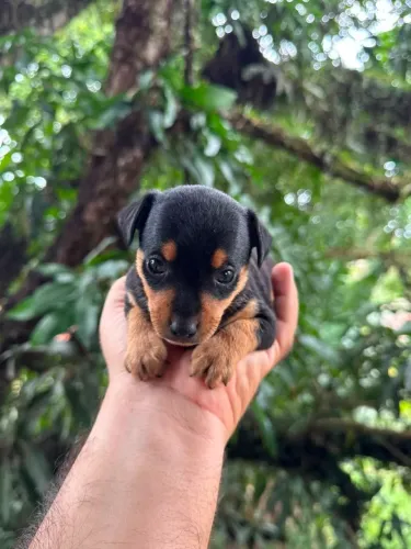 Pinscher micro macho c pedigree (venda)