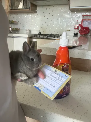 coelhos mini e anao 