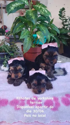 Yorkshire Terrier Fêmeas 