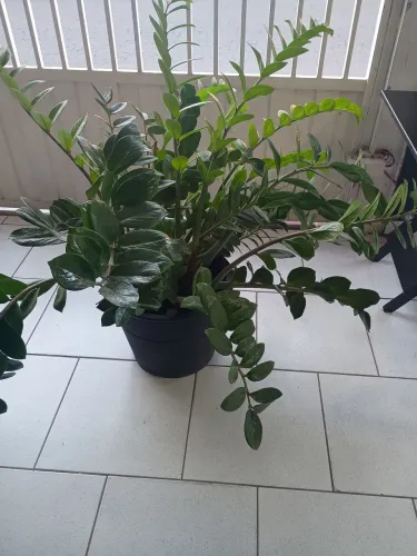 Vendo está planta