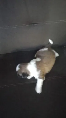Cachorro mini shiatsu
