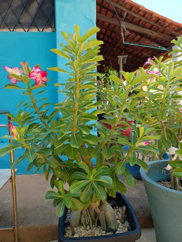 Rosa do deserto