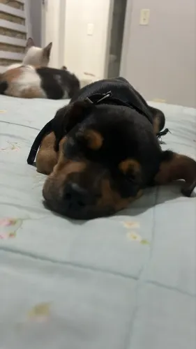 Vendo cachorro American Bully filhote