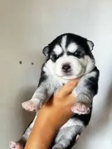 Doação de husky Siberiano