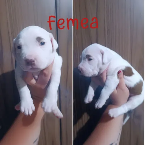 Filhotes de Pitbull disponível