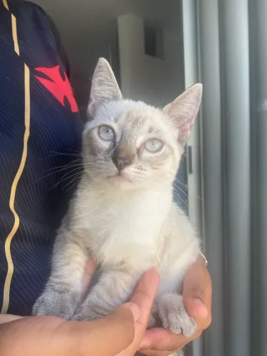 Gatinhas para adoção 