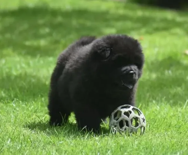 Filhote chow-chow, O amigo mais fiel que você pode ter está aqui!