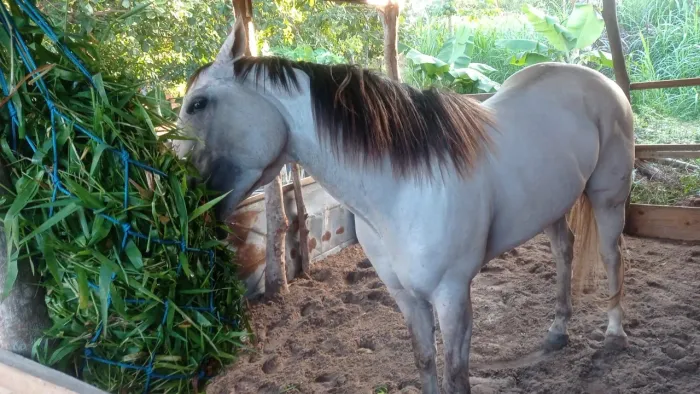 Vende-se ou troca cavalo quarto de milha puro sangue