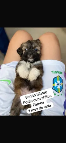 Filhote podle com shitus femea