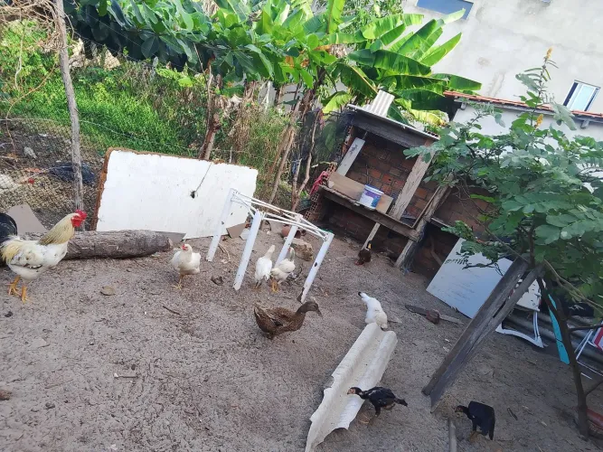 Galinhas