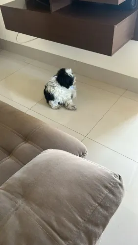 Shih-tzu Puro Macho (Porte Pequeno) para adoção/venda"