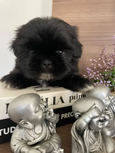 Shihtzu macho filhote