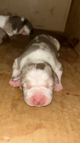 American bully filhotes com pit bul puro