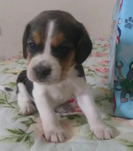 Lindo filhote de Beagle - Fofura que conquista