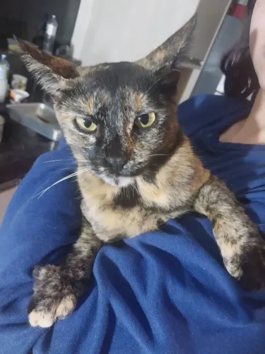 Gata com 1 ano - para adoção
