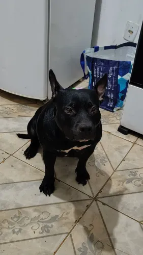 Estou doando essa cachorrinha