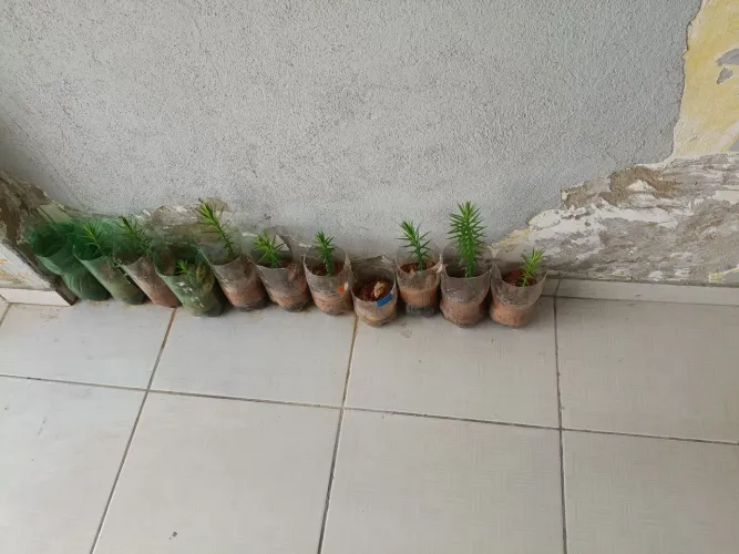Mudas de Araucária Pinhão Do Sul