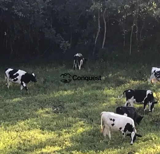Vendo Linda Fazendinha de 15 Hectares - Caetano José - Bonfim - MG !
