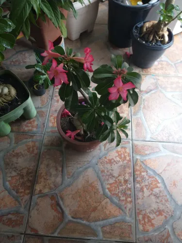 Rosa do deserto