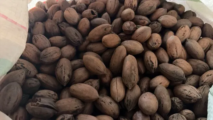 Castanha noz pecan  *
