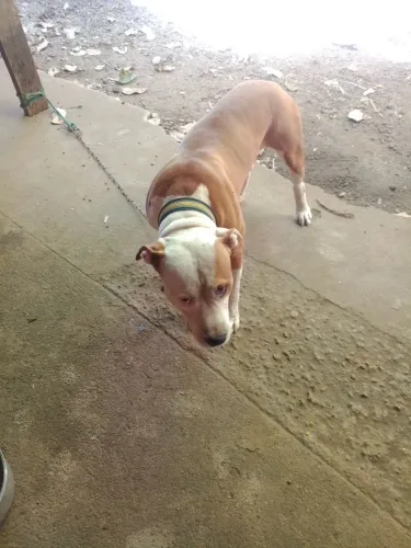 Cachorro pra doação