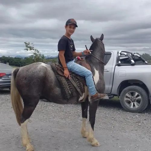 Cavalo criolo