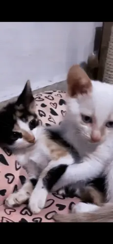 Gatinhos lindos para doação 