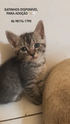 Gatinhos disponíveis para adoção
