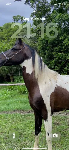 Vendo cavalo pampa de preto