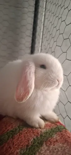 Coelhos MiniLop
