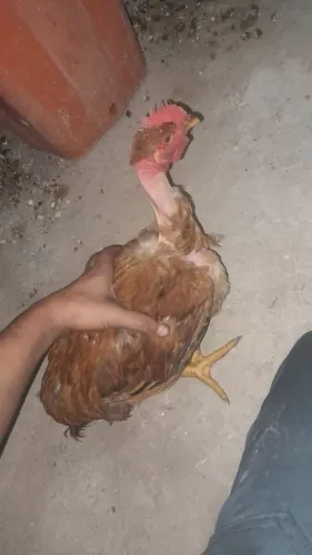 Galo pescoço pelado com apenas 5 meses de vida