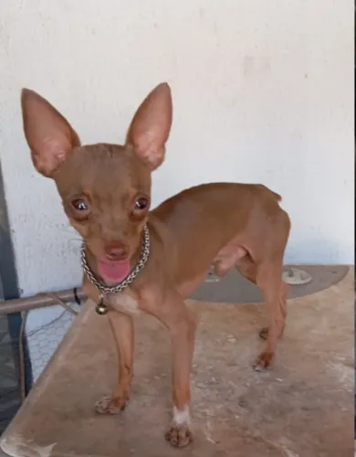 Procuro pra compra Pinscher