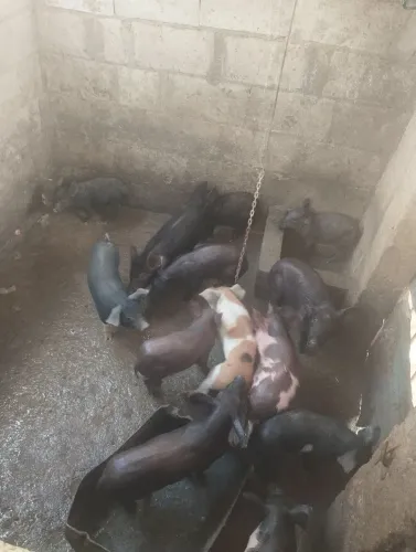 Leitões de raça e caipira