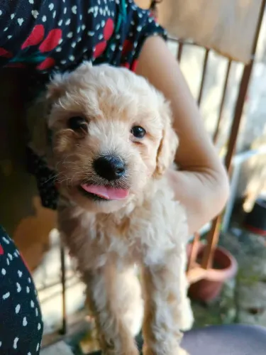 Poodle macho porte pequeno