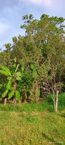 ÁREA DE 8.800 METROS LOCALIZADA NO BAIRRO CARDOSO PROX A AV RIO VERDE OPORTUNIDADE ÚNICA E