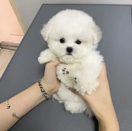 O Filhote Mais Fofo que Você Vai Ver Hoje