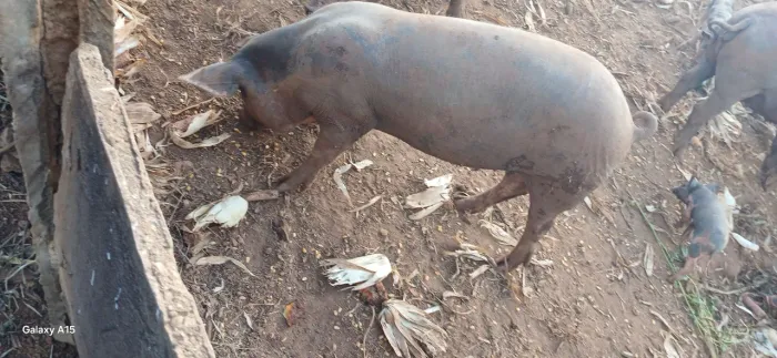 Vendo porca mojando